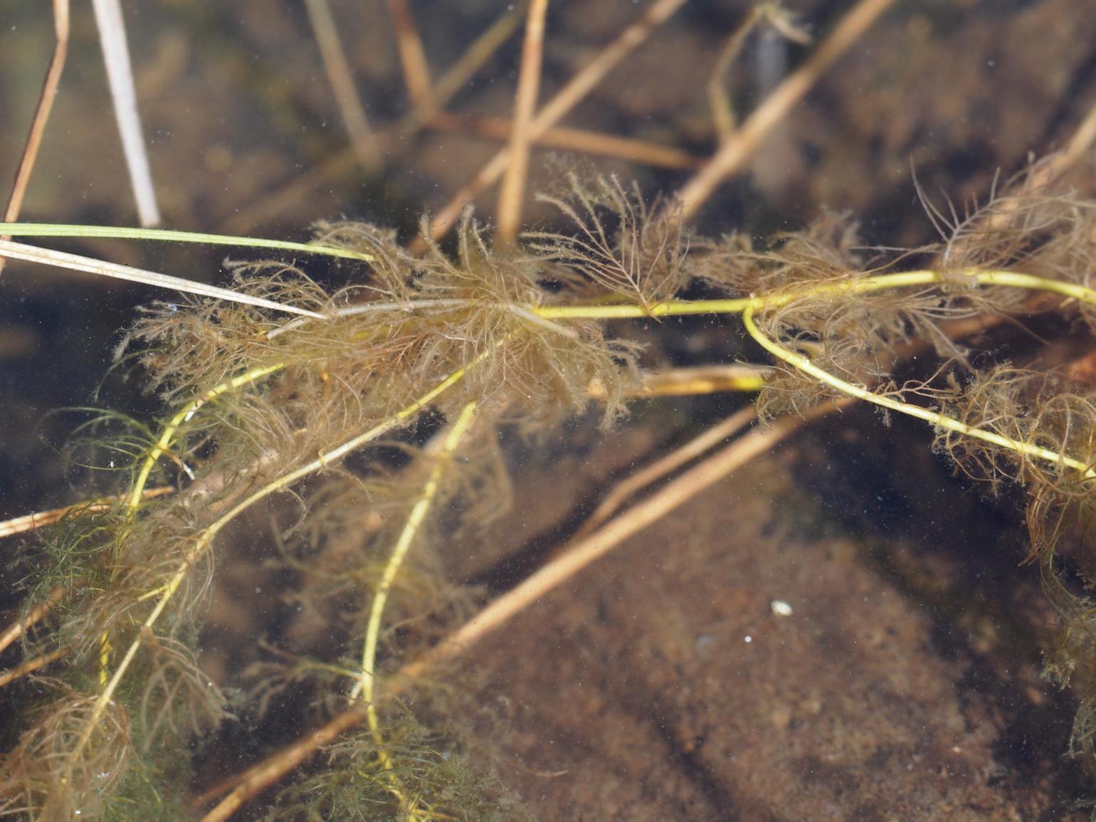 Water-milfoil, Alternate-leaved